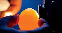 Department of Agriculture Modernizes Egg Inspection Program